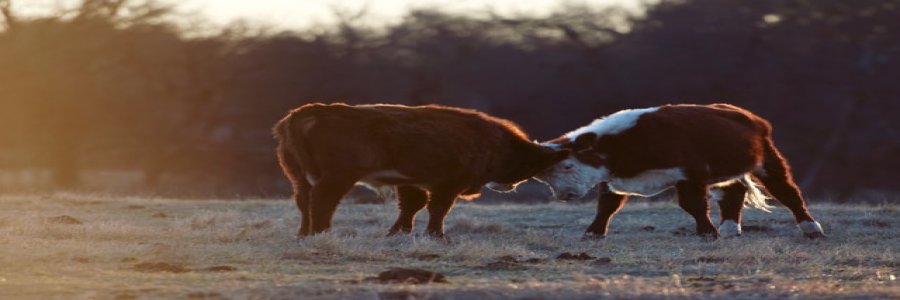 Tussle in between Bulls and Bears of Nifty 50 Continues